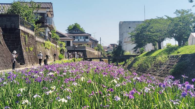 古い石積みの護岸に沿って咲く、紫と白の花しょうぶ